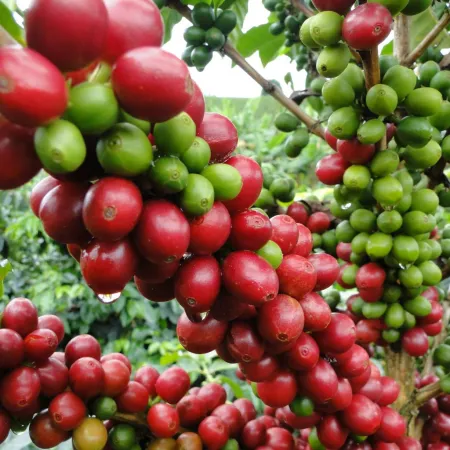 El robusta cayó 6,5% mientras el café colombiano cerró agosto al alza