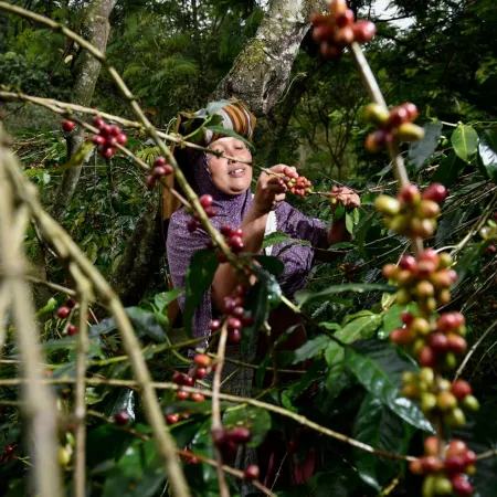 Colombia anuncia COP 15.000 millones para apoyar 5.000 cafeteros del Quindío