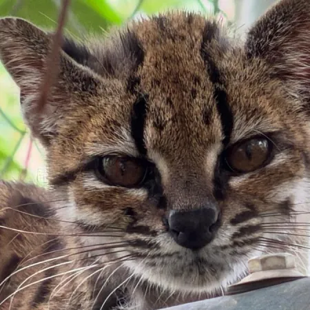 El tilcayo convierte a Coroico en pieza clave para estudiar un felino desconocido