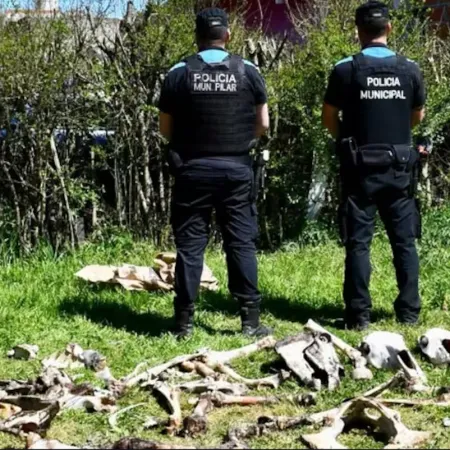 Robaban caballos de polo y los faenaban: ocho detenidos tras una serie de allanamientos