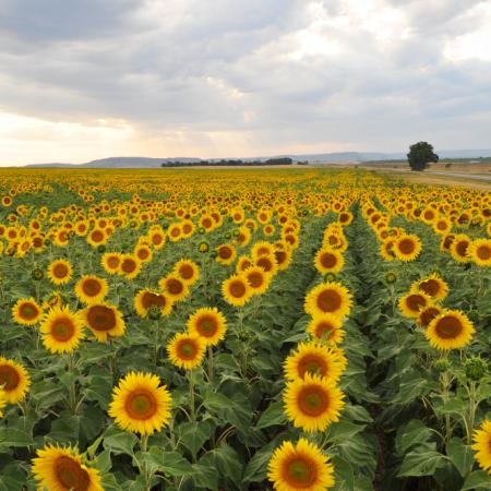 Girasol: anticipan campaña con más hectáreas y niveles récord de molienda