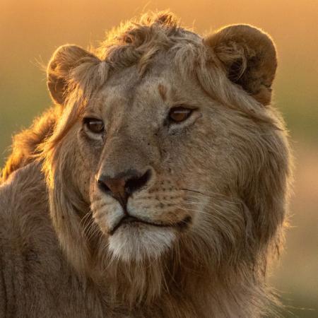 NatGeo: así es León, el documental que no te podés perder si sos fan de El rey león