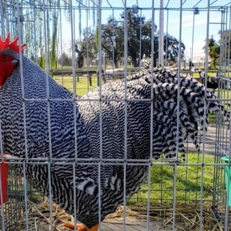 “Va a costar ver otro así”: vendió un gallo de raza en más $3 millones y marcó un récord