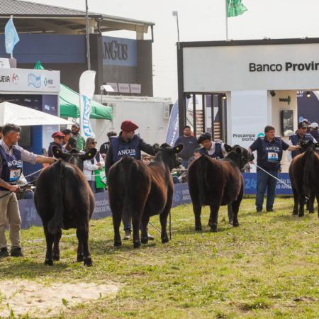 Cuenta regresiva para la Semana Angus: todo lo que tenés que saber