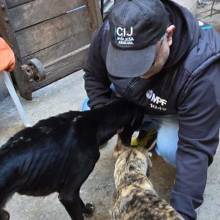 Rescataron a 14 perros en Retiro: estaban desnutridos y hacinados en una casa