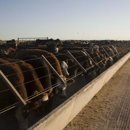 Alimentos para animales: el enorme potencial que detectó CAENA en Argentina