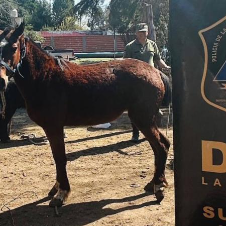"Una asociación ilícita": Crece el robo de caballos y la venta de carne en el conurbano