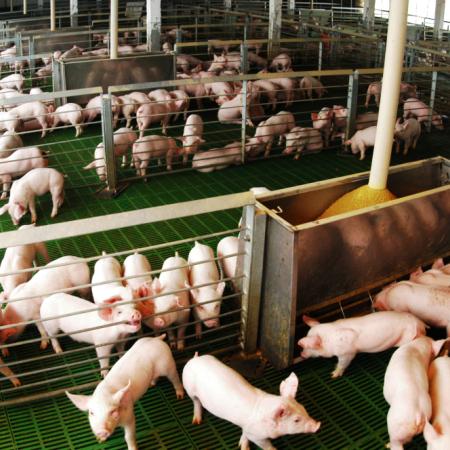 El cerdo argentino gana producción y mercados, pero las importaciones no aflojan