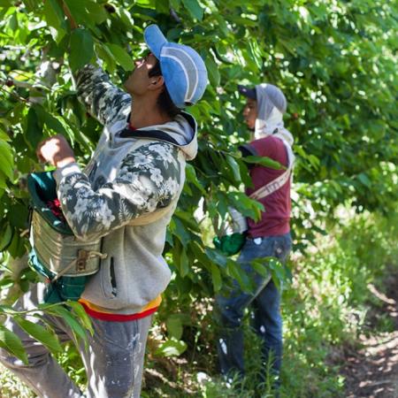 Trabajadores rurales: cuánto cobrarán con la nueva escala salarial hasta octubre