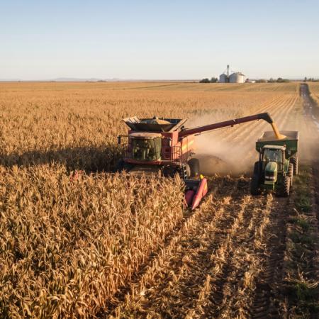 El dato que preocupa al norte argentino: producir maíz dejó de ser rentable