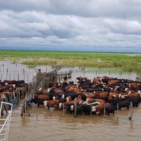 ¿Sube la carne vacuna por las inundaciones? Qué dicen los analistas ganaderos