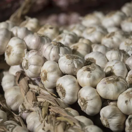 Cosechar a pérdida: la rentabilidad para el productor de ajo se hundió un 68,7% en 2025