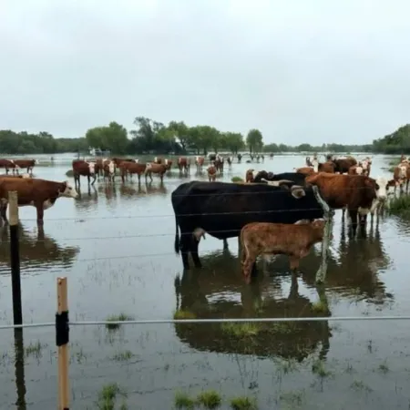 El Niño no solo golpea en las Cataratas: la dura pelea del Litoral por salvar su ganadería