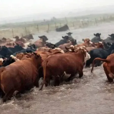 Tragedia en Santa Fe: murió un trabajador mientras sacaba hacienda de las inundaciones