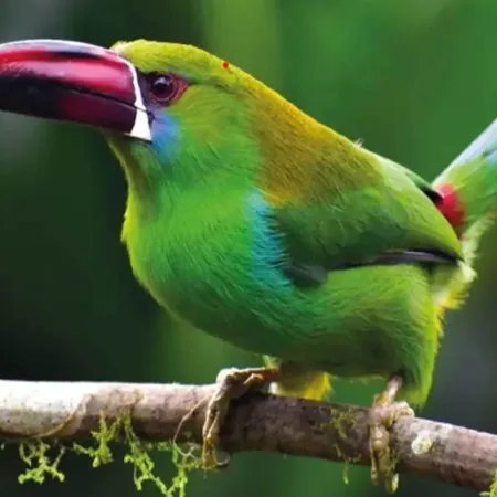 COP17 en Ereván: Armenia recibe una cumbre decisiva sobre biodiversidad y financiamiento