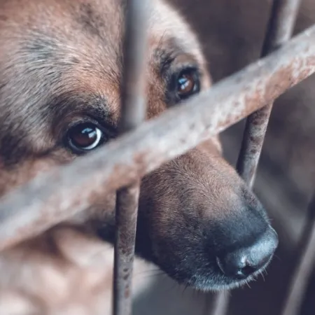 Maltrato animal en Argentina: van por 6 años de cárcel, multas y prohibiciones