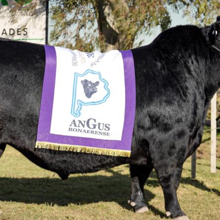 Récord ganadero: en Bahía Blanca se pagaron $42 millones por un toro Angus