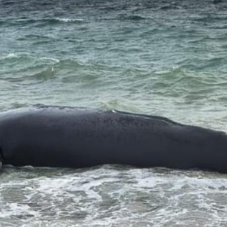 Alarma en Puerto Madryn: temen el peor récord histórico de ballenas muertas