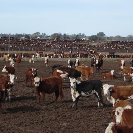 Feedlots llenos, pero una incógnita: ¿qué pasará con la carne vacuna en los mostradores?