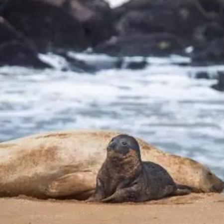 Luego de décadas, nació un elefante marino en Mar del Plata  y lo custodian en la playa