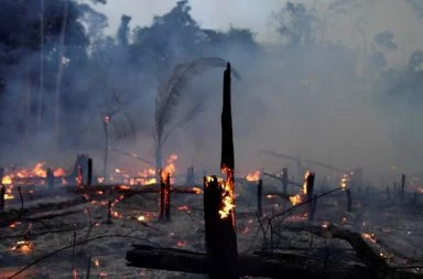 Human Rights Watch alertó que grupos mafiosos deforestan el Amazonas y amedrentan a ONGs e indígenas
