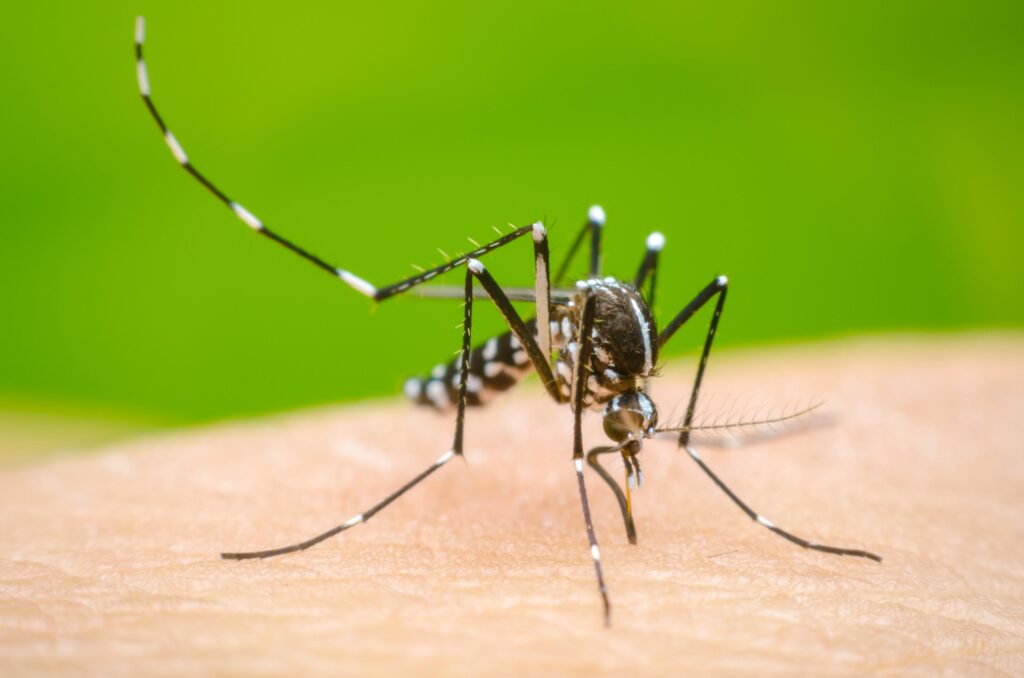 El Conicet y la efectividad de los repelentes para mosquitos: 