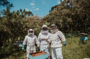 El novedoso método que descubrieron científicos de la UBA para dirigir a los enjambres de abejas a zonas cultivadas