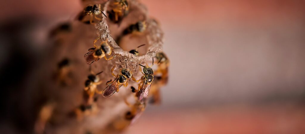 El novedoso método que descubrieron científicos de la UBA para dirigir a los enjambres de abejas a zonas cultivadas