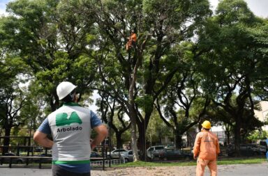 Comenzaron los trabajos para reemplazar a los árboles infectados en el Parque de los Patricios