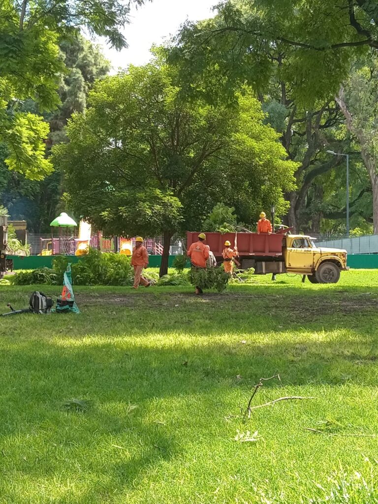Comenzaron los trabajos para reemplazar a los árboles infectados en el Parque de los Patricios