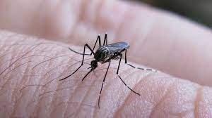 Consideran al dengue de alto riesgo en CABA