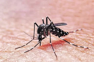 Pico histórico de dengue: se registran más de tres muertes por día y hay guardias colapsadas