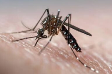 Dengue: son 31 los municipios en brote y los casos aumentaron un 76% en una semana
