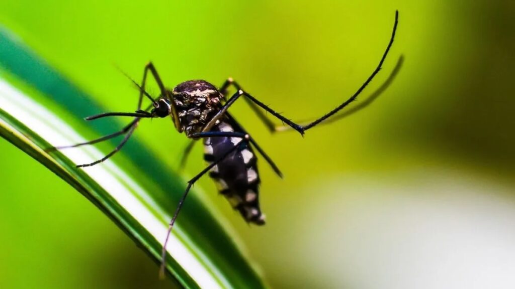 Los casos de dengue subieron 80%, hay 18 fallecidos y el brote se extiende en el interior bonaerense