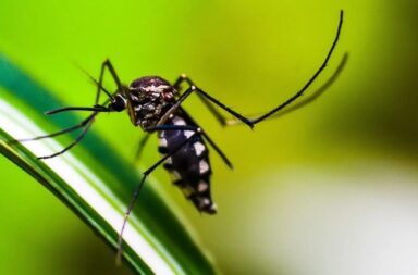 Epidemia de dengue en Argentina: en marzo podría ocurrir otro pico de casos